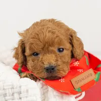 Bear - Micro, a male Goldendoodle for sale in Goshen, IN – Photo 10 of 10