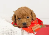 Bear - Micro, a male Goldendoodle for sale in Goshen, IN – Photo 4 of 10