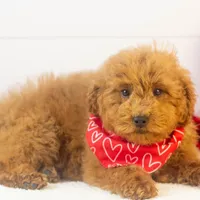 Bear - Micro, a male Goldendoodle for sale in Goshen, IN – Photo 6 of 10