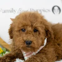 Bear - Micro, a male Goldendoodle for sale in Goshen, IN – Photo 4 of 10