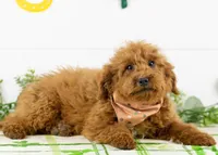 Bear - Micro, a male Goldendoodle for sale in Goshen, IN – Photo 2 of 10