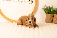 Lola - Medium, a female Goldendoodle for sale in Goshen, IN – 4 of 4