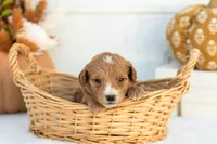 Angie - Mini, a female Goldendoodle for sale in Goshen, IN – 1 of 3