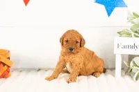 Savannah - Mini, a female Miniature Goldendoodle for sale in Goshen, IN – 2 of 3