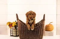 Ozark - Medium, a male Goldendoodle for sale in Goshen, IN – 3 of 4