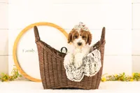 Lucy - Medium, a female Goldendoodle for sale in Goshen, IN – 1 of 9