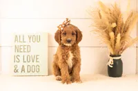 Ember - Medium, a female Goldendoodle for sale in Goshen, IN – 3 of 6