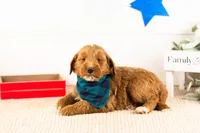 Marcellus - Mini, a male Miniature Goldendoodle for sale in Goshen, IN – 1 of 3