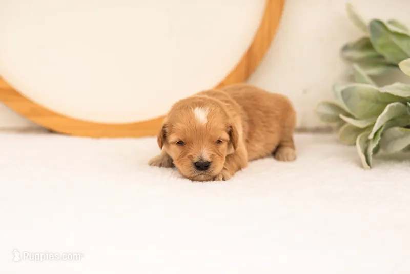 Ezra - Medium – Goldendoodle puppy for sale in Goshen, IN
