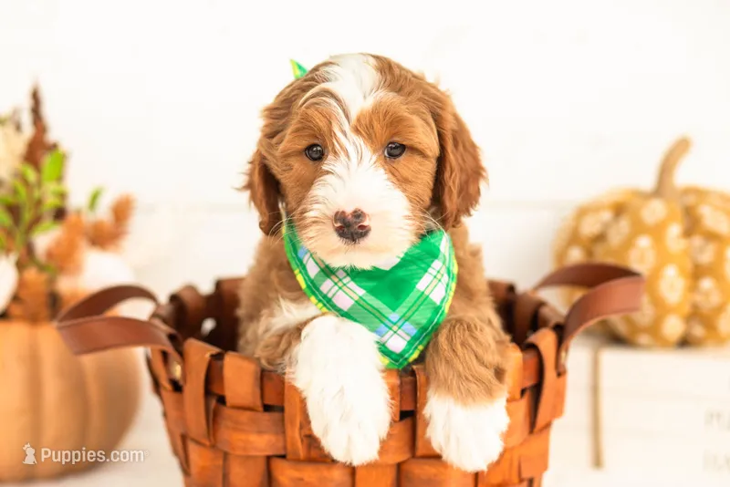 James - Micro – Goldendoodle puppy for sale in Goshen, IN