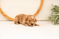 Ezra - Medium, a male Goldendoodle for sale in Goshen, IN – 3 of 3