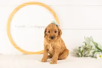 Sequoia - Mini, a female Miniature Goldendoodle for sale in Goshen, IN – 9 of 10