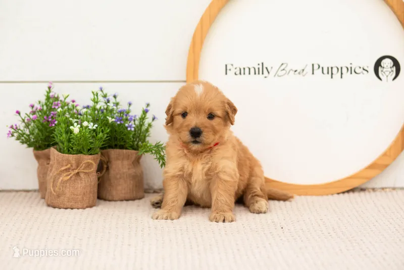 Eva - Medium – Goldendoodle puppy for sale in Goshen, IN