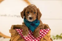 Kai - Mini, a male Miniature Goldendoodle for sale in Goshen, IN – 1 of 6