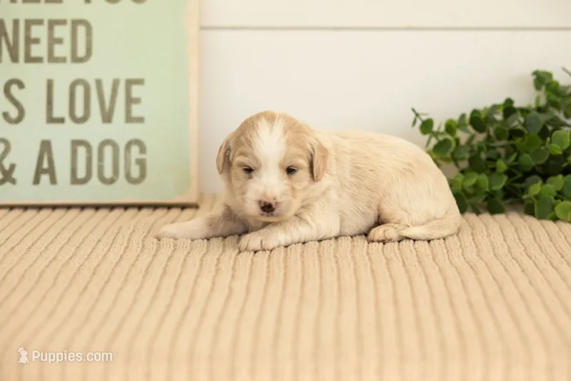 Marigold - Mini – Miniature Goldendoodle puppy for sale in Goshen, IN