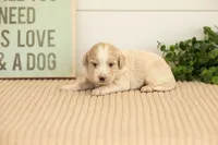 Marigold - Mini, a female Miniature Goldendoodle for sale in Goshen, IN – 1 of 4