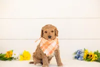 Clove - Medium, a male Goldendoodle for sale in Goshen, IN – 3 of 4