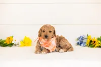 Clove - Medium, a male Goldendoodle for sale in Goshen, IN – 2 of 4