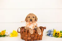 Clove - Medium, a male Goldendoodle for sale in Goshen, IN – 4 of 4