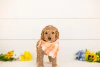 Clove - Medium, a male Goldendoodle for sale in Goshen, IN – 1 of 4