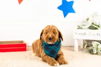 Marcellus - Mini, a male Miniature Goldendoodle for sale in Goshen, IN – 2 of 3