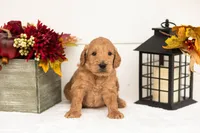 Cowardly Lion - Medium, a male Goldendoodle for sale in Goshen, IN – 5 of 5