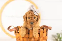 Savannah - Mini, a female Miniature Goldendoodle for sale in Goshen, IN – 6 of 10