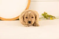 Bob - Medium, a male Goldendoodle for sale in Goshen, IN – 3 of 4