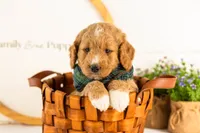 Brie - Micro, a male Goldendoodle for sale in Goshen, IN – 6 of 10