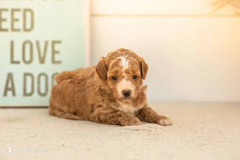 Honey - Mini – Goldendoodle puppy for sale in Goshen, IN