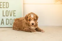Honey - Mini, a female Goldendoodle for sale in Goshen, IN – 1 of 4