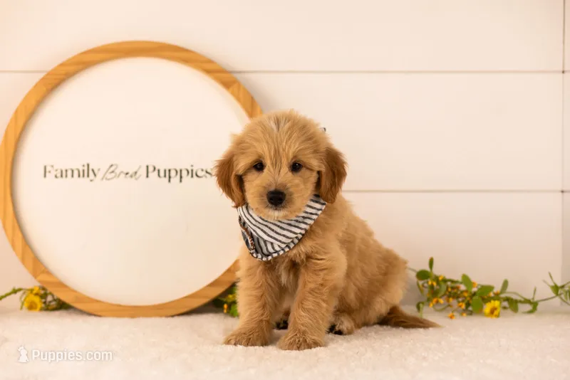 Ethan - Medium – Goldendoodle puppy for sale in Goshen, IN