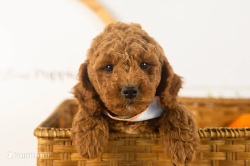 Glacier - mini – Miniature Goldendoodle puppy for sale in Goshen, IN