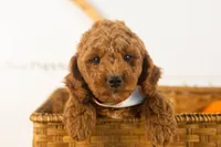 Glacier - mini, a male Miniature Goldendoodle for sale in Goshen, IN – 4 of 10