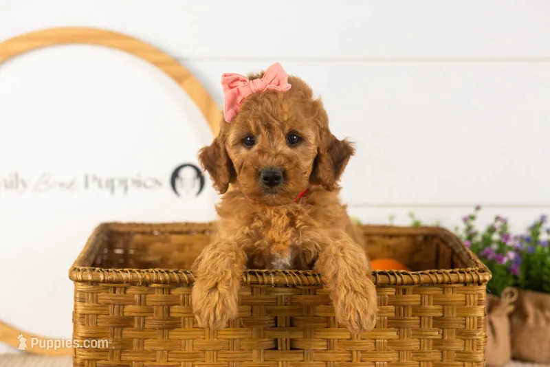 Savannah - Mini – Miniature Goldendoodle puppy for sale in Goshen, IN