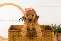 Savannah - Mini, a female Miniature Goldendoodle for sale in Goshen, IN – 3 of 10