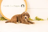 Opal - Medium, a female Goldendoodle for sale in Goshen, IN – 4 of 4