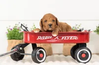 Lexy - Medium, a female Goldendoodle for sale in Goshen, IN – 3 of 3