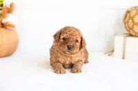 Nutmeg - Micro, a male Goldendoodle for sale in Goshen, IN – 3 of 3