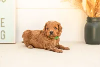 Firefly - Mini, a male Goldendoodle for sale in Goshen, IN – 1 of 4