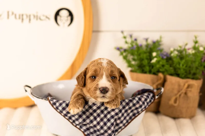 Larisa - Medium – Goldendoodle puppy for sale in Goshen, IN