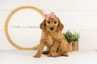 Sequoia - Mini, a female Miniature Goldendoodle for sale in Goshen, IN – 1 of 10