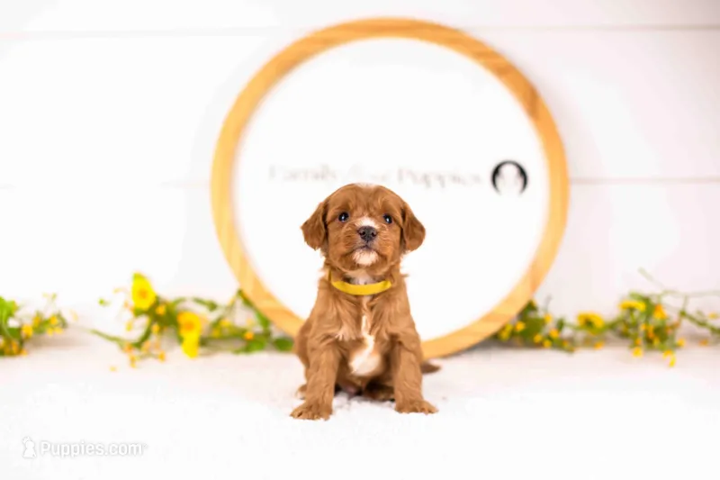 Fritter - Mini – English Goldendoodle puppy for sale in Goshen, IN