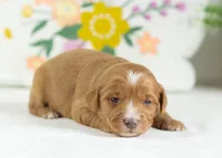 Fritter - Mini, a male English Goldendoodle for sale in Goshen, IN – Photo 1 of 4