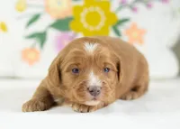 Fritter - Mini, a male English Goldendoodle for sale in Goshen, IN – Photo 3 of 4