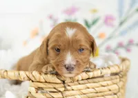 Fritter - Mini, a male English Goldendoodle for sale in Goshen, IN – Photo 2 of 4