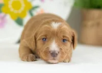 Fritter - Mini, a male English Goldendoodle for sale in Goshen, IN – Photo 4 of 4