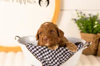 Layla - Medium, a female Goldendoodle for sale in Goshen, IN – 3 of 4