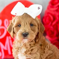Melody - Mini, a female Goldendoodle for sale in Goshen, IN – Photo 2 of 7