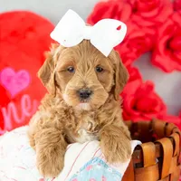 Melody - Mini, a female Goldendoodle for sale in Goshen, IN – Photo 1 of 7